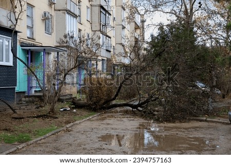 City of Evpatoria (Crimea, Crimean Peninsula) A tree that fell as a result of a strong storm on the Black Sea 11.26.2023.