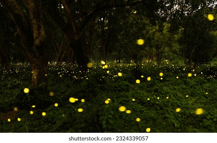 City of fireflies, Prachinburi, Thailand, go for a living in the evening. A lot of fireflies are a special season as a natural phenomenon. Long shutter speeds may cause noise.