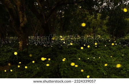 City of fireflies, Prachinburi, Thailand, go for a living in the evening. A lot of fireflies are a special season as a natural phenomenon. Long shutter speeds may cause noise. [[stock_photo]] © 
