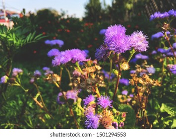 Bilder Stockfotos Und Vektorgrafiken Bluhender Garten Mit Bank