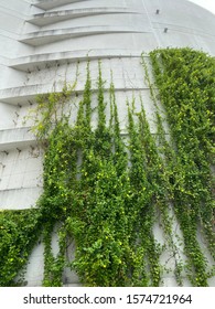 City Green Wall With Growing Vines