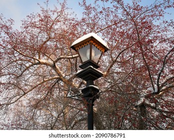 The City Lantern And The Branches Of The Wild Apple Tree, Reddish From The Fruit And Slightly Covered With Snow, Look Very Beautiful With The Blue Sky In The Park