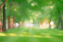 City Lawn View. Green Nature In Spring Eco Garden. Summer Abstract Blur Background. Urban Trees Leaves Light Blurry Out Focus Bokeh. Soft Plant. Sunny Sky Foliage Park Grass Bright Color Sun Day Image