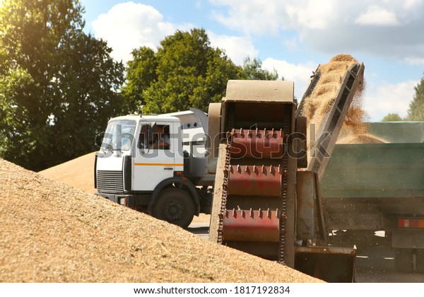 The city of Liozno, Belarus, August 8, 2020.\
Processing of grain after harvesting. Grain cleaning machine, loads\
grain into the back of a truck.\
