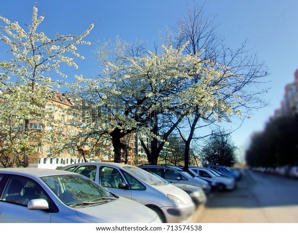 City and\
nature- City tree area, a landscaped neighborhood street with\
blooming plum and cherry trees and parked\
cars