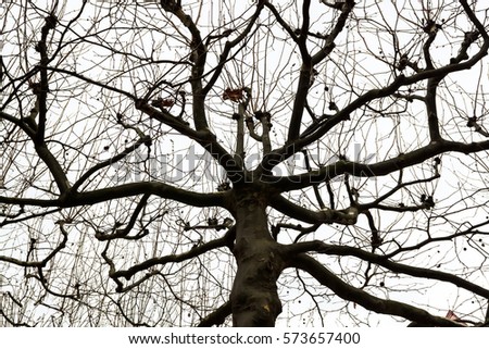 Similar – Image, Stock Photo alone Tree Man Winter