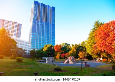 City Park In Autumn With Tree And Sunlight In Tokyo Japan 