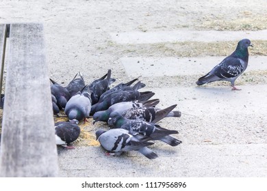 City Park . A few pigeons peck scattered grain, but one pigeon turned away. Site about birds, animals, upbringing, good manners. - Shutterstock ID 1117956896