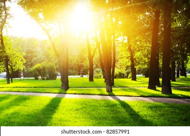 City Park With Green Grass And Trees At Sunset Light