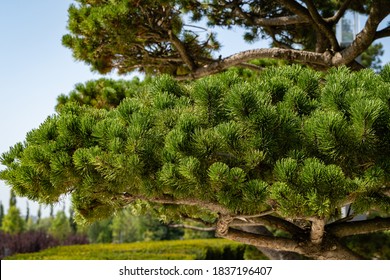 City Park of Krasnodar or Galitsky Park. Close-up of beautiful bonsai pine (Pinus mugo or mountain pine) with lush needles against blue sky. Public landscape park of Galitsky. Sunny autumn day. 