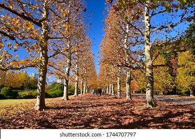 City Park In Late Autumn