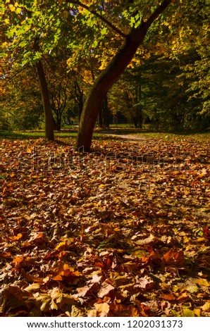 Similar – Image, Stock Photo flurry of leaves Nature