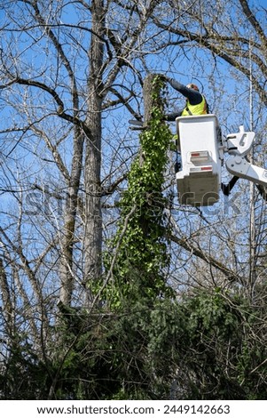 City parks worker high up in a lift bucket cutting down a windfall tree covered in ivy, hazard prevention
