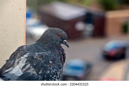 A City Pigeon Sits On The Windowsill Outside The Window