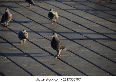 City pigeons chasing bait. Dark pigeon. İstanbul, Turkey. 