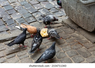 City pigeons eat near a trash can. Dirty birds have flocked to the trash can and peck at the remnants of food.
