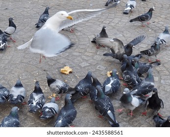 City pigeons fight with a seagull over a sandwich (Amsterdam)