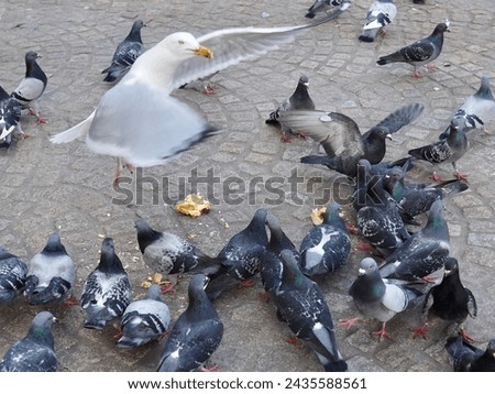 City pigeons fight with a seagull over a sandwich (Amsterdam)