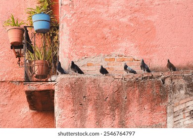 City pigeons perched on a stone ledge along a weathered red wall in Guanajuato, Mexico. - Powered by Shutterstock