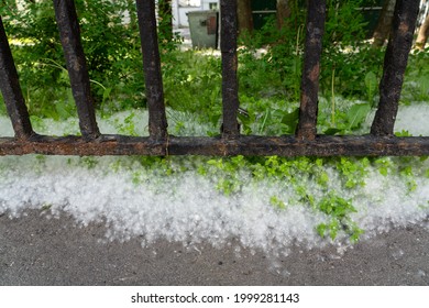 City Poplar Fluff Pile, Concept Of  Land Grab By Spring Allergens