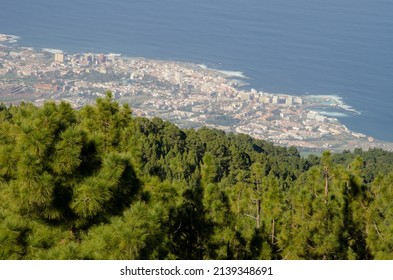 City of Puerto de La Cruz and forest of Canary Island pine Pinus canariensis. Tenerife. Canary Islands. Spain.