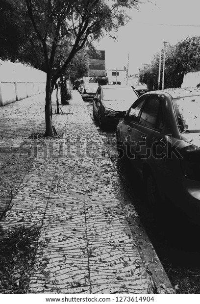 city sidewalk\
filled with tree leaves with parked cars in side showing a\
beautiful expression of winter is\
coming