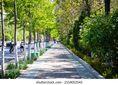 City Sidewalk And Lush Trees