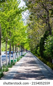 City Sidewalk And Lush Trees