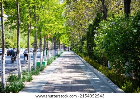 City sidewalk and lush trees