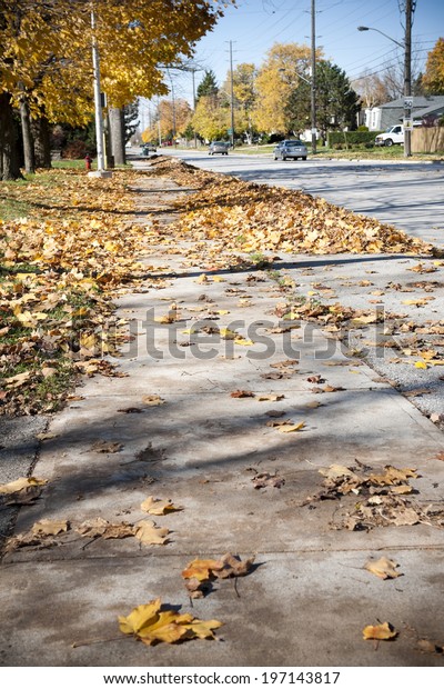 A
city street with fallen leaves piled along one
side.