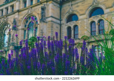 City ​​park Sunset And Flower