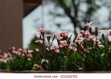 City ​​park Sunset And Flower