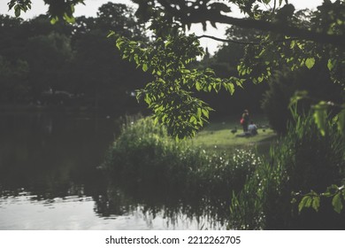 City ​​park Sunset And Flower