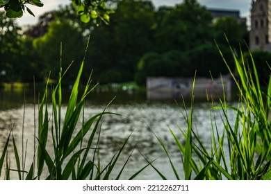 City ​​park Sunset And Flower