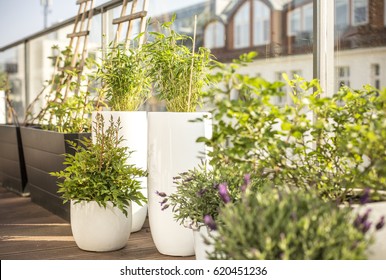 City Terrace In Spring, Balcony Plants