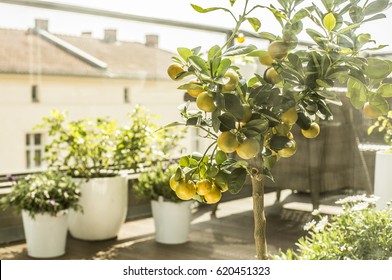 City Terrace In Spring, Balcony Plants