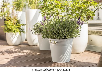 City Terrace In Spring, Balcony Plants