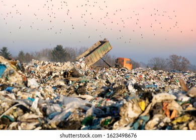 City trash of household waste and garbage trucks pour city waste onto a huge landfill far from the city in the forest. A flock of raven birds and seagulls over the trash. - Powered by Shutterstock