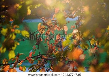 Citylife, modern park in Milan, Lombardy, Italy, in autumn