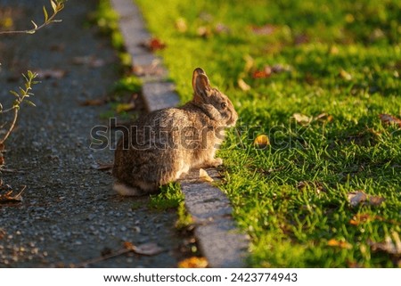 Citylife, modern park in Milan, Lombardy, Italy, in autumn. A rabbit