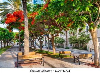 Cityscape of  Rothschild boulevard  in Tel Aviv, Israel.