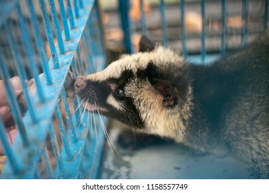 Civet In A Cage