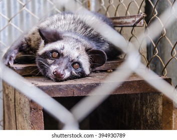 Civet In Cage