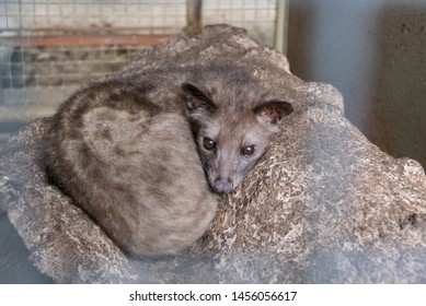 Civet Caged In A Coffee Plantation In Bali.