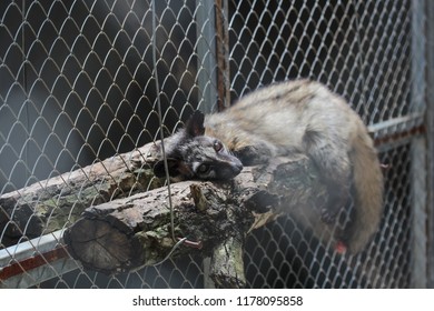 Civet Cat In The Cage For Luwak Coffee.