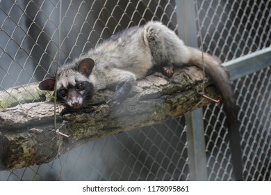 Civet Cat In The Cage For Luwak Coffee.