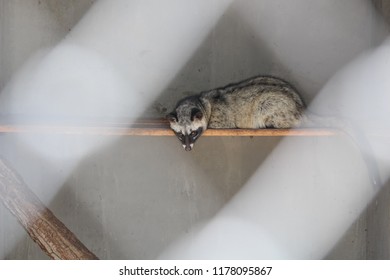 Civet Cat In The Cage For Luwak Coffee.