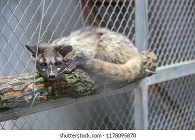 Civet Cat In The Cage For Luwak Coffee.