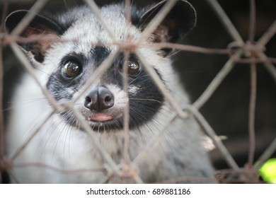 Civet Kept In Cage