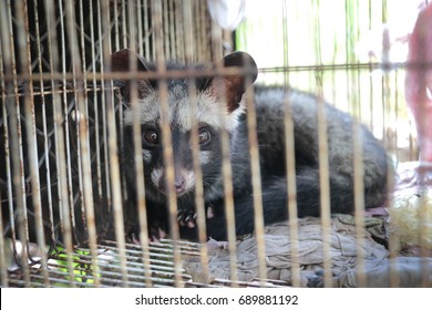 Civet Kept In Cage